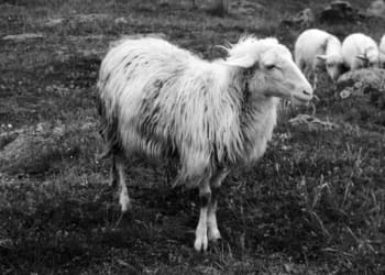 Sardinian Sheep pecora sardegna