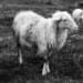Sardinian Sheep pecora sardegna